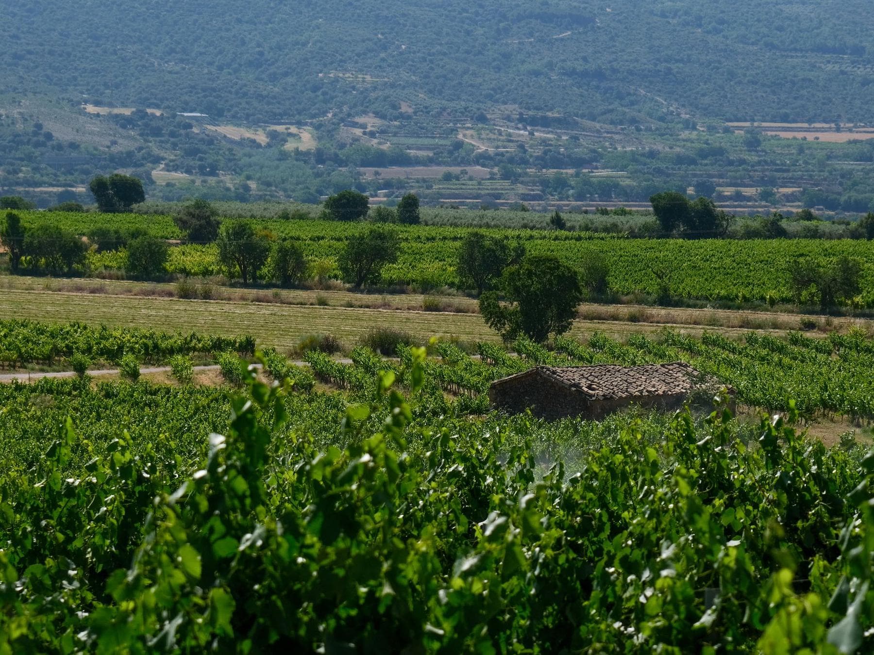 Monte de Enate